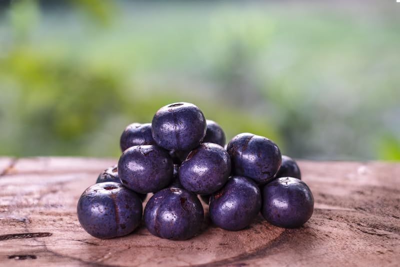 Mountain Serdang Palm Tree Seeds for Planting (10 Seeds) - Livistona speciosa