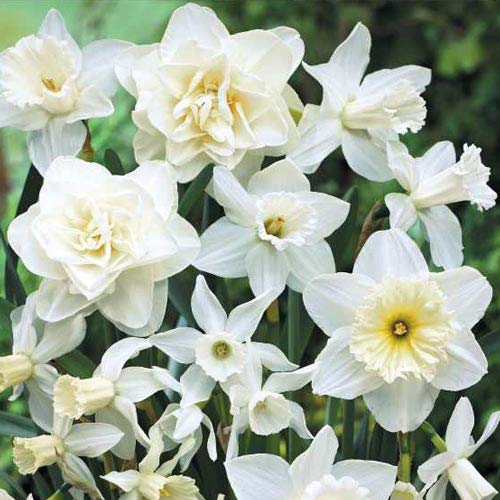 20 Pre-Chilled Daffodil Bulbs for Growing - Grow Indoors Now