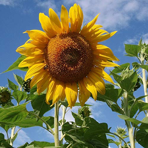 20 pcs sunflower seeds giant sunflower rare flower seeds for home garden planting sunflower seed birds