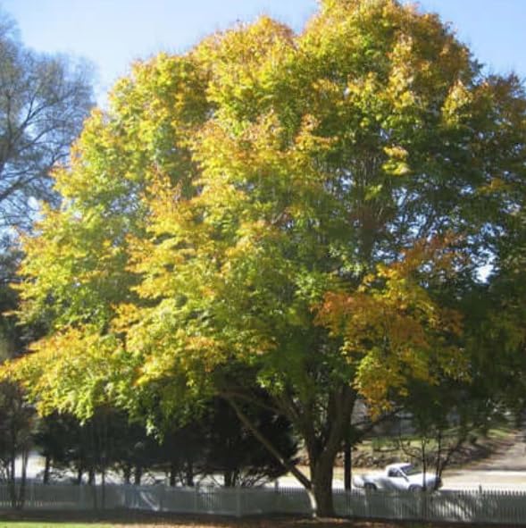 American Beech Tree Seedlings for Planting - Attractive and Hardy Trees