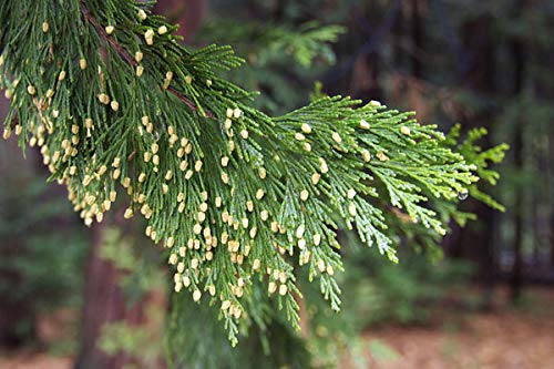 20 Gold Tipped Cedar Tree Branches - Beautiful Branches to Decorate, Wreath, Wedding or Event - Vibrant Green and Gold Evergreen Leaves