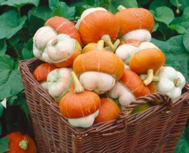 Tiny Turks Turban Pumpkin Seeds for Planting (5 Seeds) - Curious Mini Gourd Seeds