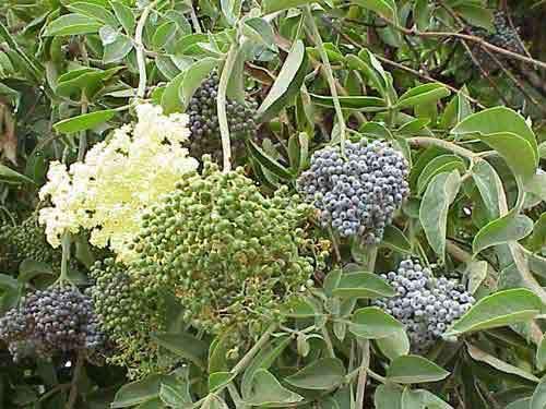 Elderberry Tree 7 Seeds - Black Elderberry Plant Seeds, Elderberry Bush Plant Fruit Seeds, Fresh Plant Black Elderberry, Shade Trees Fast Growing, Supports Butterfly and Bird Species