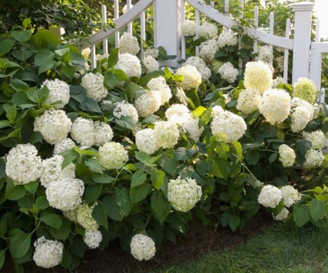 Snow Hill Hydrangea Seedlings for Planting - Grow This Stunning Blooming Bush