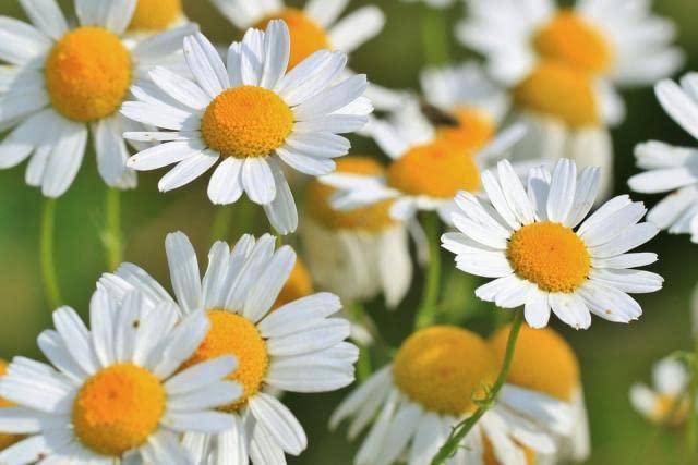 Roman Chamomile Seeds for Planting (500 Seeds) - Easy to Grow Herb and Wildflower