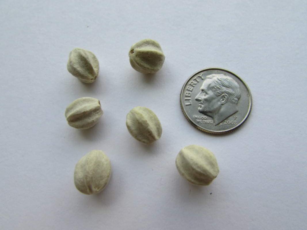 20 Chinaberry Tree Seeds for Planting - (Melia azedarach) Chinaberrytree, Pride of India, Chinaberry, Persian Lilac, Bead Tree