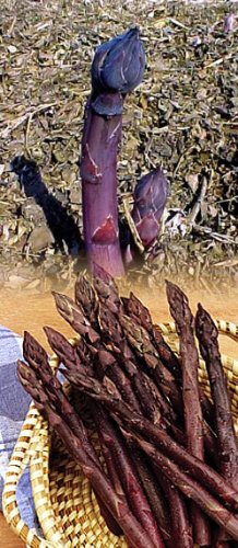 Purple Passion Asparagus 10 Roots - Passion in The Garden - Heirloom/No GMOs