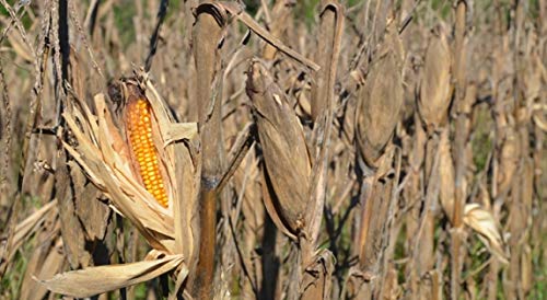 Dinner Getter Deer Food Plot Corn Seeds - 100 Seeds to Grow Deer Food - High Yielding Hybrid Corn for Big Whitetail Bucks