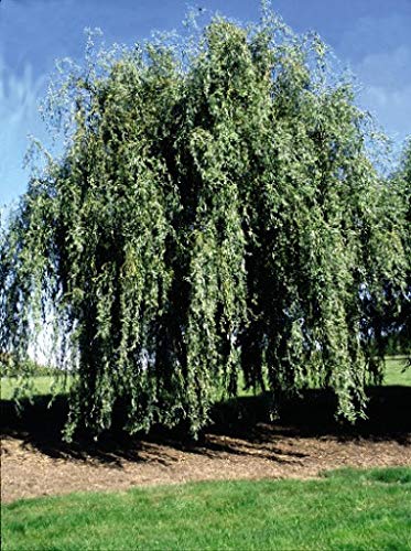 Gold Weeping Curly Willow Tree Cutting - Rarest of all Willows - Grow This Exotic Weeping Curly Willow Tree - Excellent Live Bonsai Tree