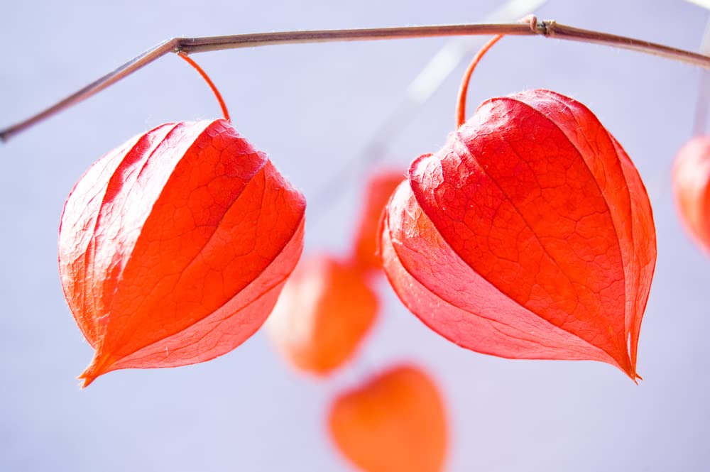 Chinese Lantern Bulbs for Planting - Stunning Lantern Shaped Seed Pods - Bulbs Not Seeds - Perennial Flower for Garden or Container
