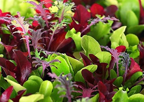 Microgreens Mix - Basil, Onion, Radish, Alfalfa, Wheatgrass - 5 of The Best Microgreens to Grow