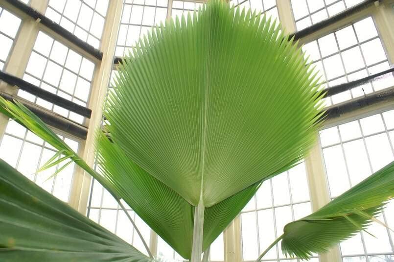 Fiji Fan Palm Seeds for Planting (5 Seeds) - Pritchardia pacifica