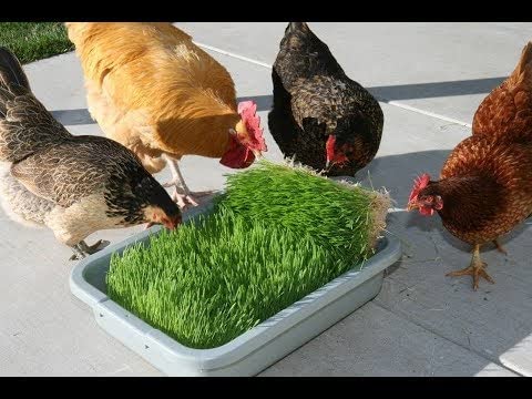 Chicken Fodder Grow Kit. 10x20 Jute Grow Medium Cloth and Wheatgrass Seeds. No Container Included