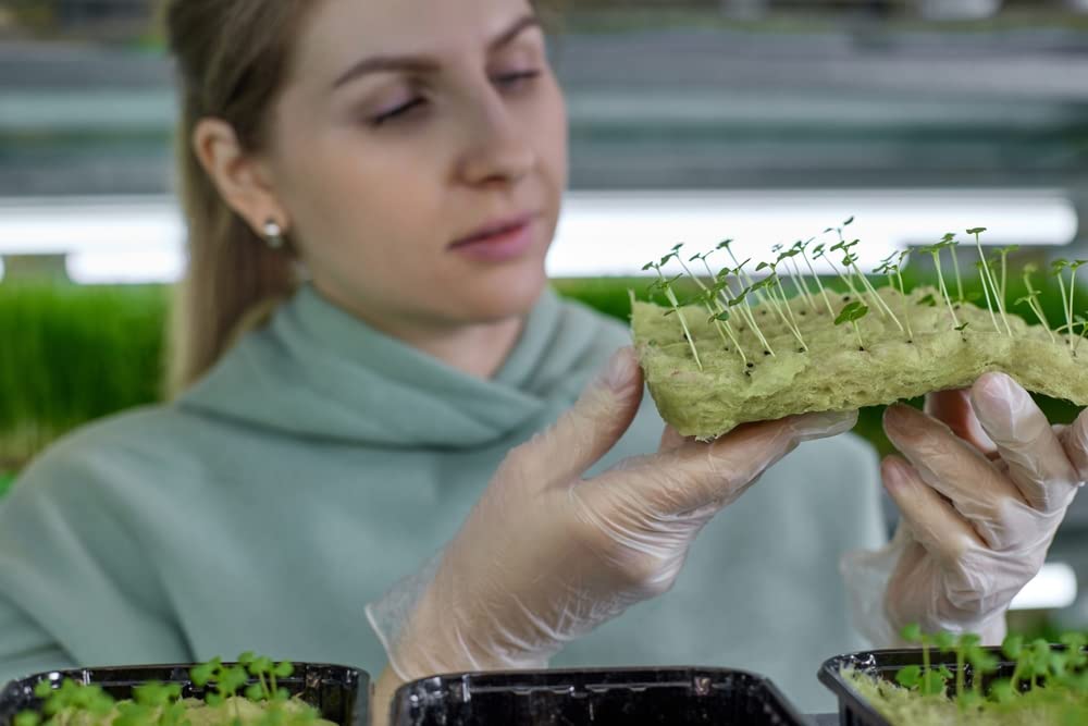 Home Broccoli Microgreens Growing Kit, Grow Fresh Micro Greens Indoors Every Week, Easy Setup, Just Add Water. includes Microgreens Tray, Microgreens Seeds. 100% Guaranteed to Grow.