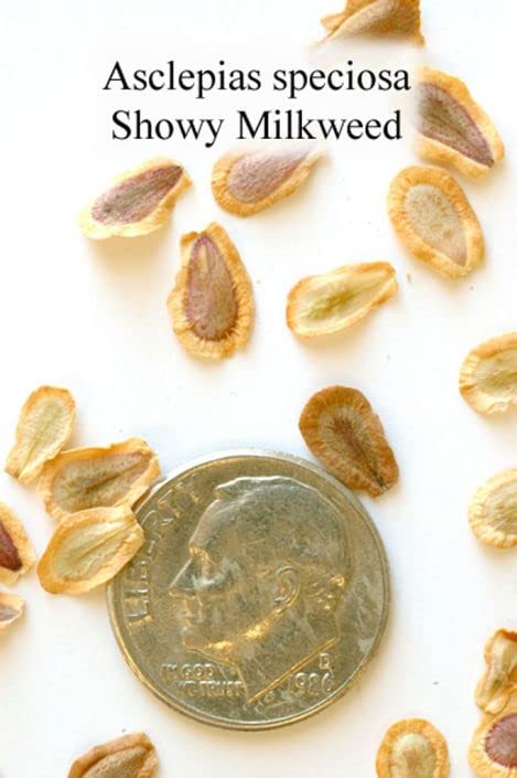 Showy Milkweed Seeds for Planting (50 Seeds) - Asclepias speciosa