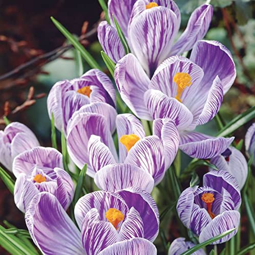 Crocus vernus Flowering 'Pickwick' (Dutch Crocus) Size 9/10 cm, Bulbs for Planting, Open Pollinated, Heirloom, Non-GMO, Bulbous Perennial, Cup-Like Silver-Lilac Flowers (5 Bulbs)