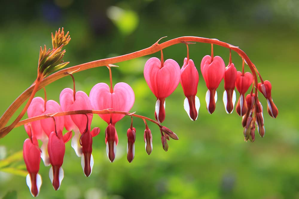 10 Bleeding Heart Flower Seeds - Dicentra spectabilis - Stunning Perennial with Heart Shaped Flowers