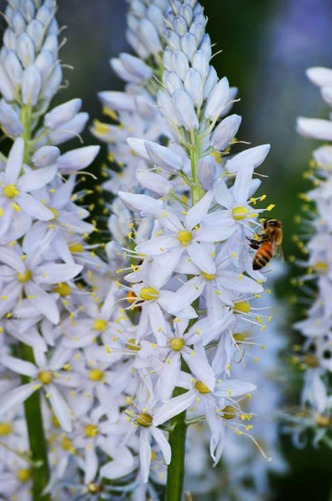 Wild Hyacinth Seeds for Planting (50 Seeds) - Camassia scilloides