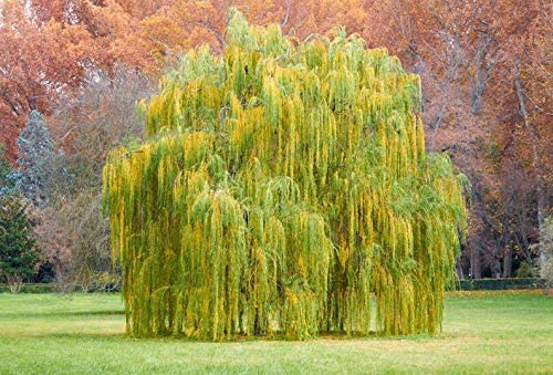 Outdoor STEM Project | Grow a Weeping Willow Tree | Amazing Natural Plant | Kids Love Them