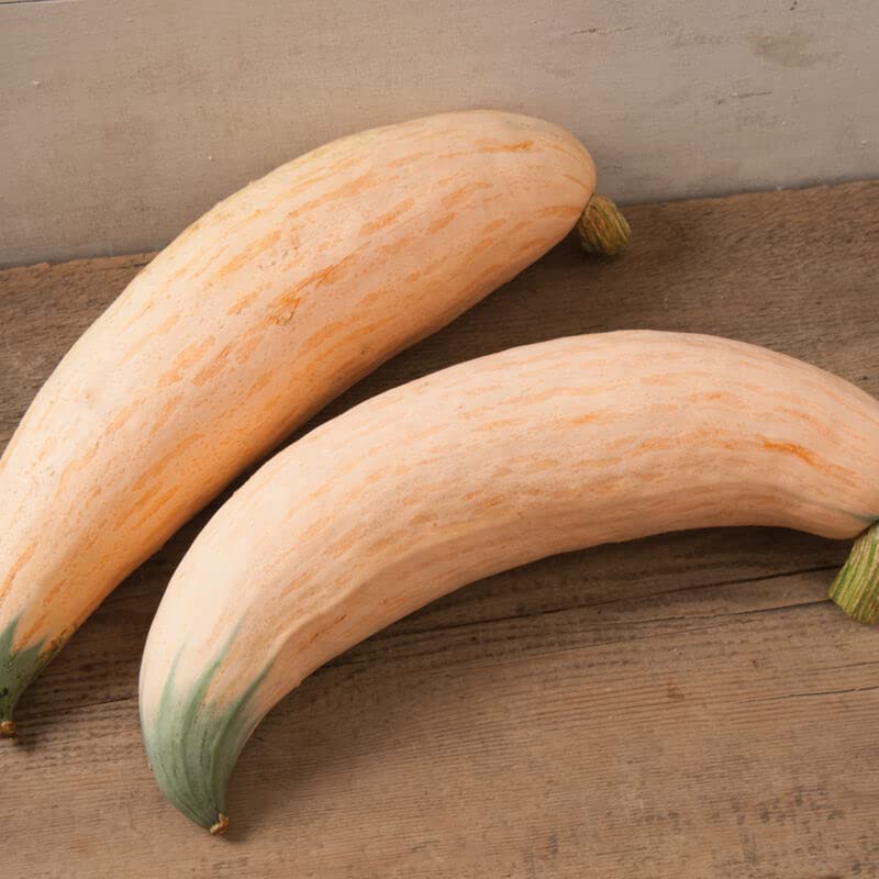 North Georgia Candy Roaster Seeds for Planting (10 Seeds)