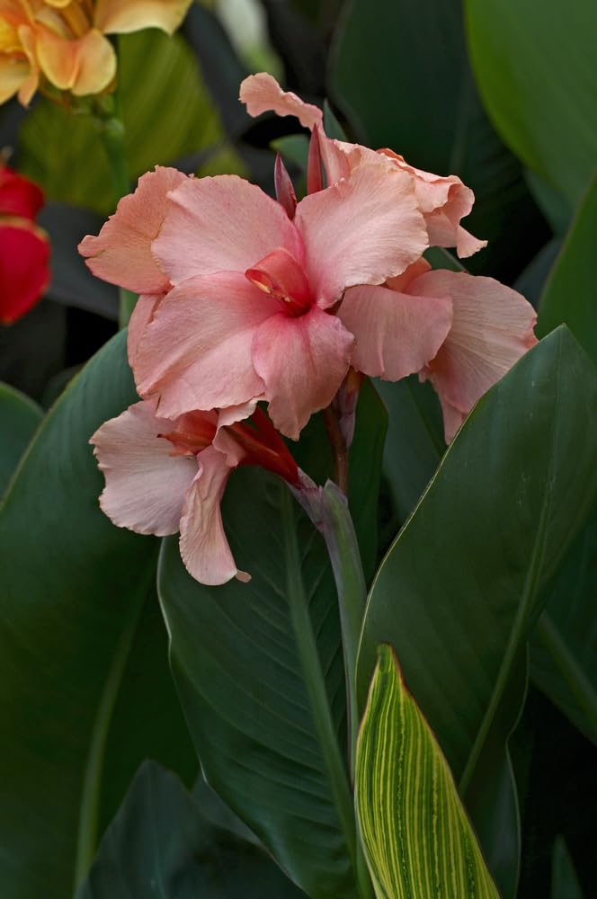 Pretty Pink Fast Growing Flower, Easy to Plant