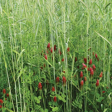 No-Till Cover Crop 10 Seed Mix - Winter Rye, White Clover, Austrian Winter Peas, Triticale, Crimson Clover, Cow Peas, Daikon Radish, Purple Turnips, Wheat, Oats,
