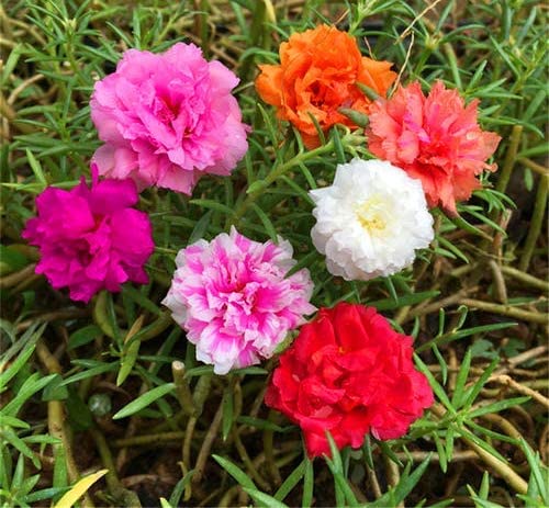 Moss Rose Seeds for Planting - ‘Portulaca Grandiflora’ Flowers for Bonsai Garden Balcony Planting