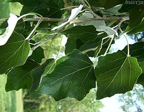 Hybrid Poplar Tree Cuttings for Planting - Fast Growing Shade or Privacy Trees