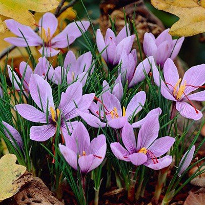 Saffron Crocus 20 Bulbs