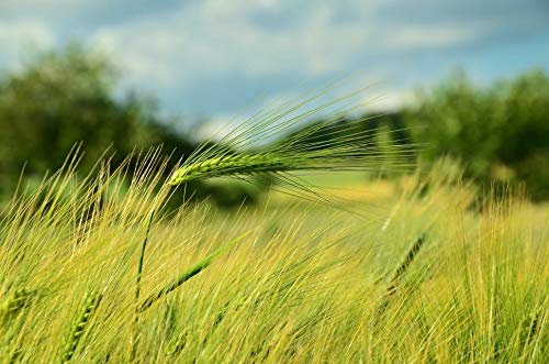 25 Barley Seeds, Cover Crop, Animal Fodder, Beer Seeds, Sprouting