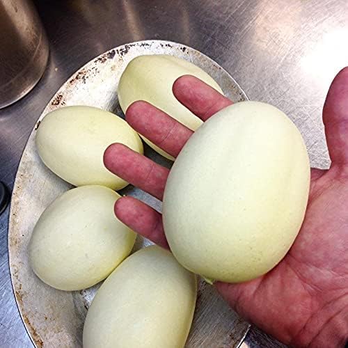 Fruit Seeds for Planting - Garden Fruit Seeds (Dragon Eggs - 20 Seeds)