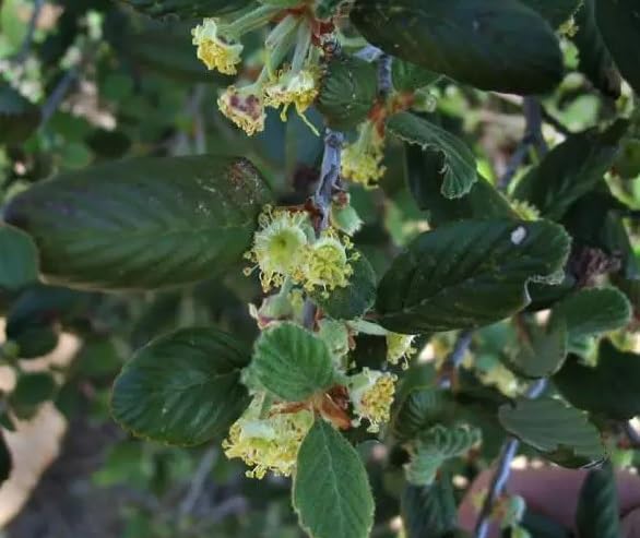 10 Mountain Mahogany Bush Seeds for Planting - Cercocarpus betuloides