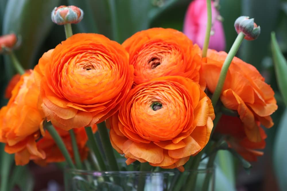 Orange Ranunculus Bulbs for Planting - (10 Bulbs)