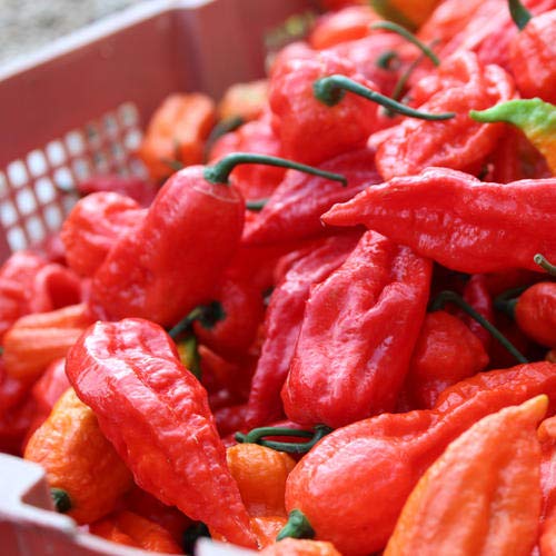 100+ Ghost Hot Pepper Seeds-bhut jolokia Red Hot Chili Vegetable Seed Organic