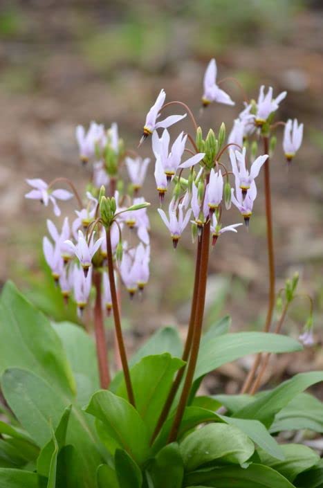 Midland Shooting Star Flower Seeds for Planting (50 Seeds) - Dodecatheon meadia