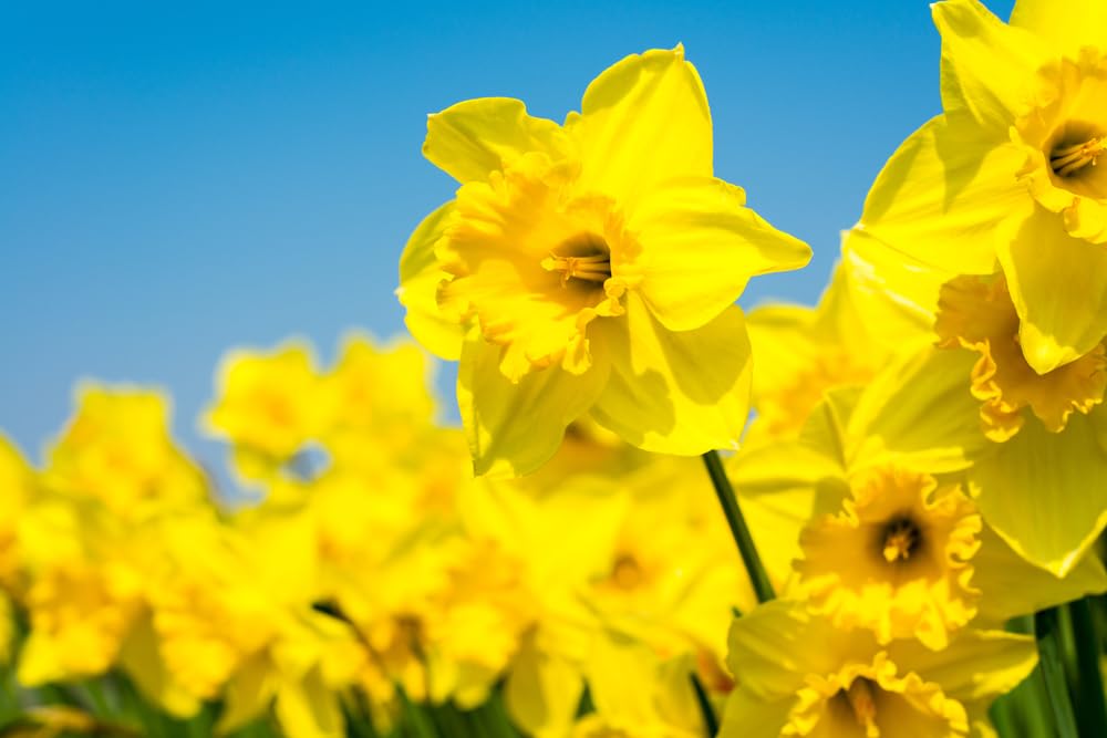50 Yellow Daffodil Bulbs for Planting - Dutch Master Value Bag - Plant in Gardens, Borders & Flowerbeds - Bulb Size 10/12 cm - Easy to Grow Fall Flowers Bulbs