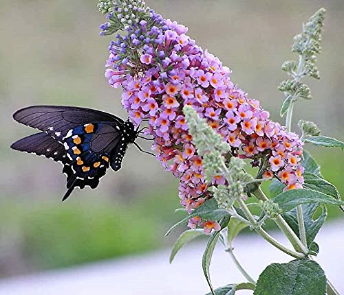 150 MIXED Colors BUTTERFLY BUSH Buddleia Davidii Flower Shrub Seeds