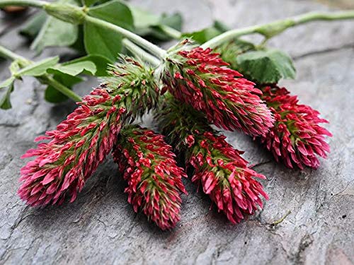 100+ Crimson Clover Seeds to Grow