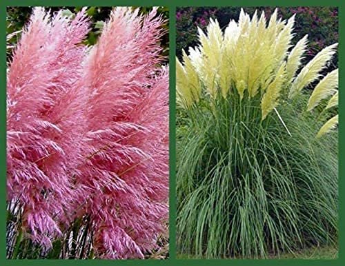 Giant White Pampas Grass Seeds - 1,000 Seeds - Ships from Iowa, Made in USA - Ornamental Landscape Grass or Privacy Plant