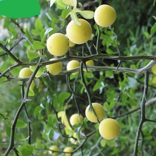 20 Chinese Bitter Orange Seeds for Planting - Grows in Northern Climates
