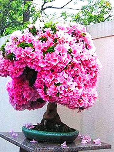 Bonsai Judas Tree Seeds | 10 Seeds | Flowering Tree Prized for Bonsai