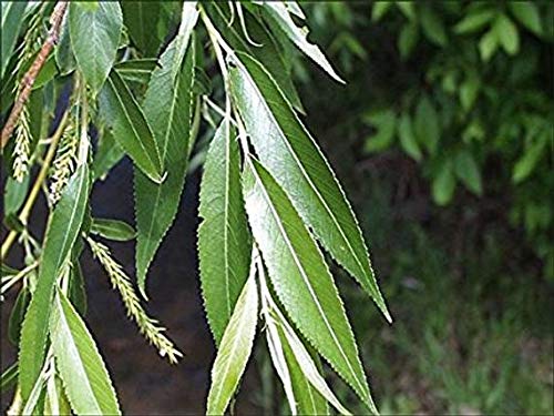 2 Black Willow Tree Cuttings - Beautiful Shade and Privacy Tree - Grow Trees