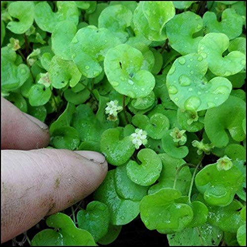 Dichondra Ground Cover Seeds (Dichondra Repens) 100 Seeds