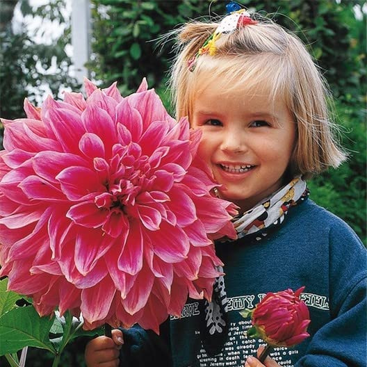 Giant Dahlia Dinner Plate Flower Seeds, Exotic Mix 100+ Seeds - Made in USA, Ships from Iowa.