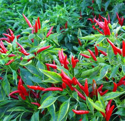 GreenCreator Thai Hot Pepper Seeds 100 Seeds Heirloom Chili Vegetable