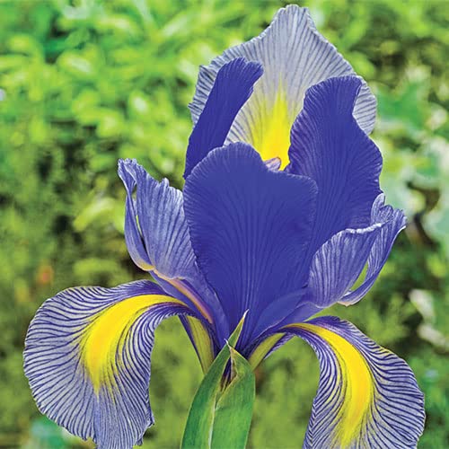 Gipsy Queen Dutch Iris Bulbs for Planting - Easy to Grow - Made in USA, Ships from Iowa