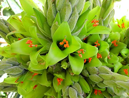 15 Green Sapphire Tower Seeds for Planting - Rare Flowering Cactus - Puya chilensis