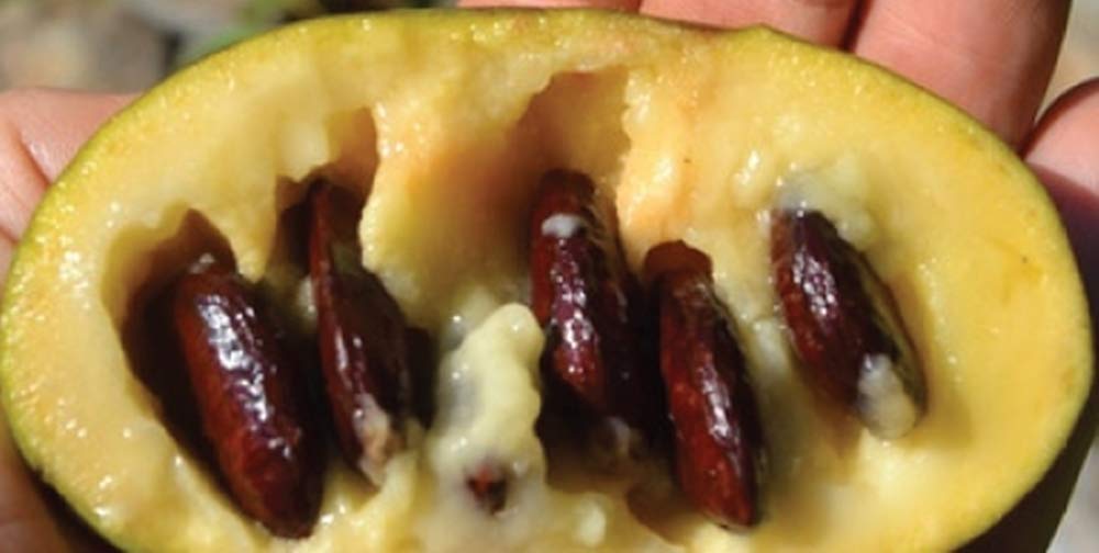 Organic Paw Paw Seeds