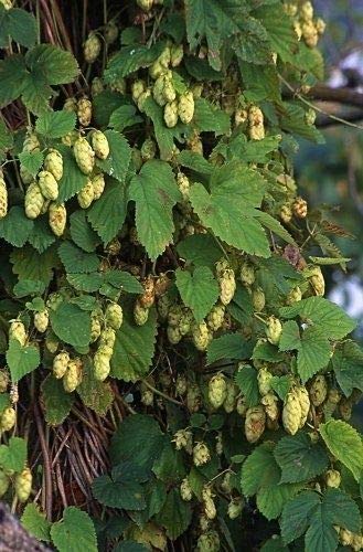 Humulus Lupulus Saaz Hops Vine jocad (5 Seeds)