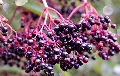 (10) Spectacular Black Fruit Bearing Perennial. American Native Elderberry Cuttings-Sambucus Candensis, Grows Best in Rich Soil, Well Shaded, Regularly watered Soil